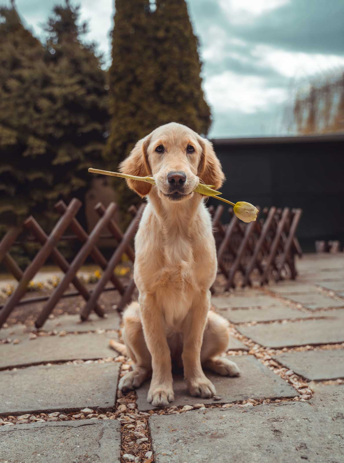 Lettura energetica animali e piante